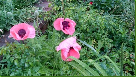 flowers1