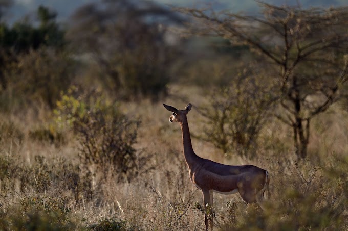 Female Gerenuk