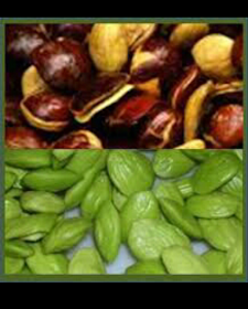 manfaat petai dan jengkol