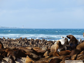 passeio para ver focas em Hout Bay