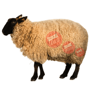 Mua cừu làm cảnh, làm trang trại cừu đón khách du lịch