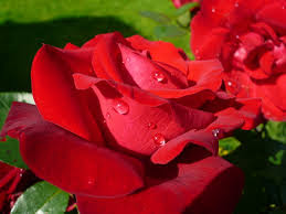 Beautiful Photos Of Love Flower Rose 21