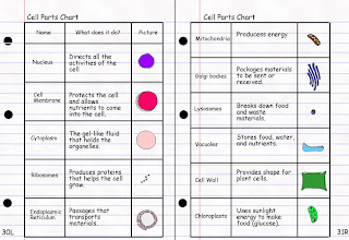 Image result for function of cell parts