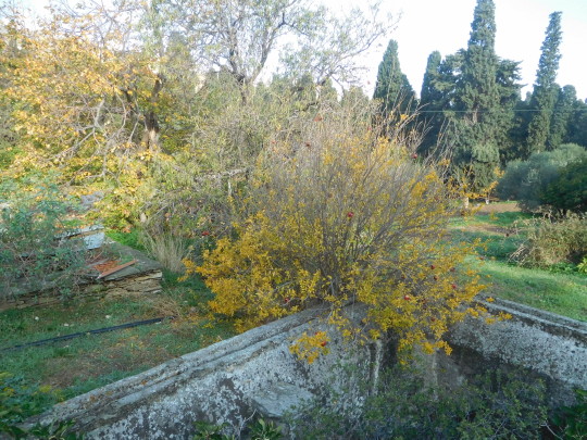 Τα κίτρινα φύλλα του χειμώνα