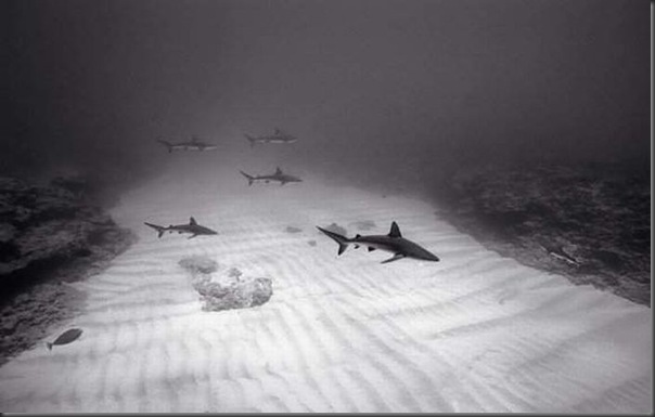 fotos preto e branco do fundo do mar (8)