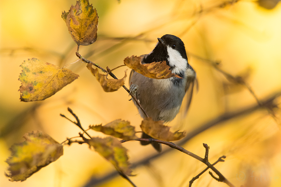 Musttihane, Periparus ater, Coal Tit, tihane, Parus, cole