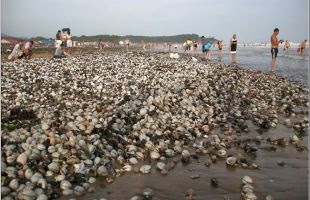 ikan di pantai