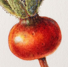 Rose hip using dry brush