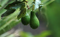 Авокадо в Мексике