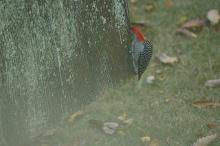 male red-bellied woodpecker working the side of the garden shed
