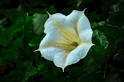 Datura plants