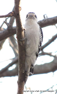 Downy Woodpeckers