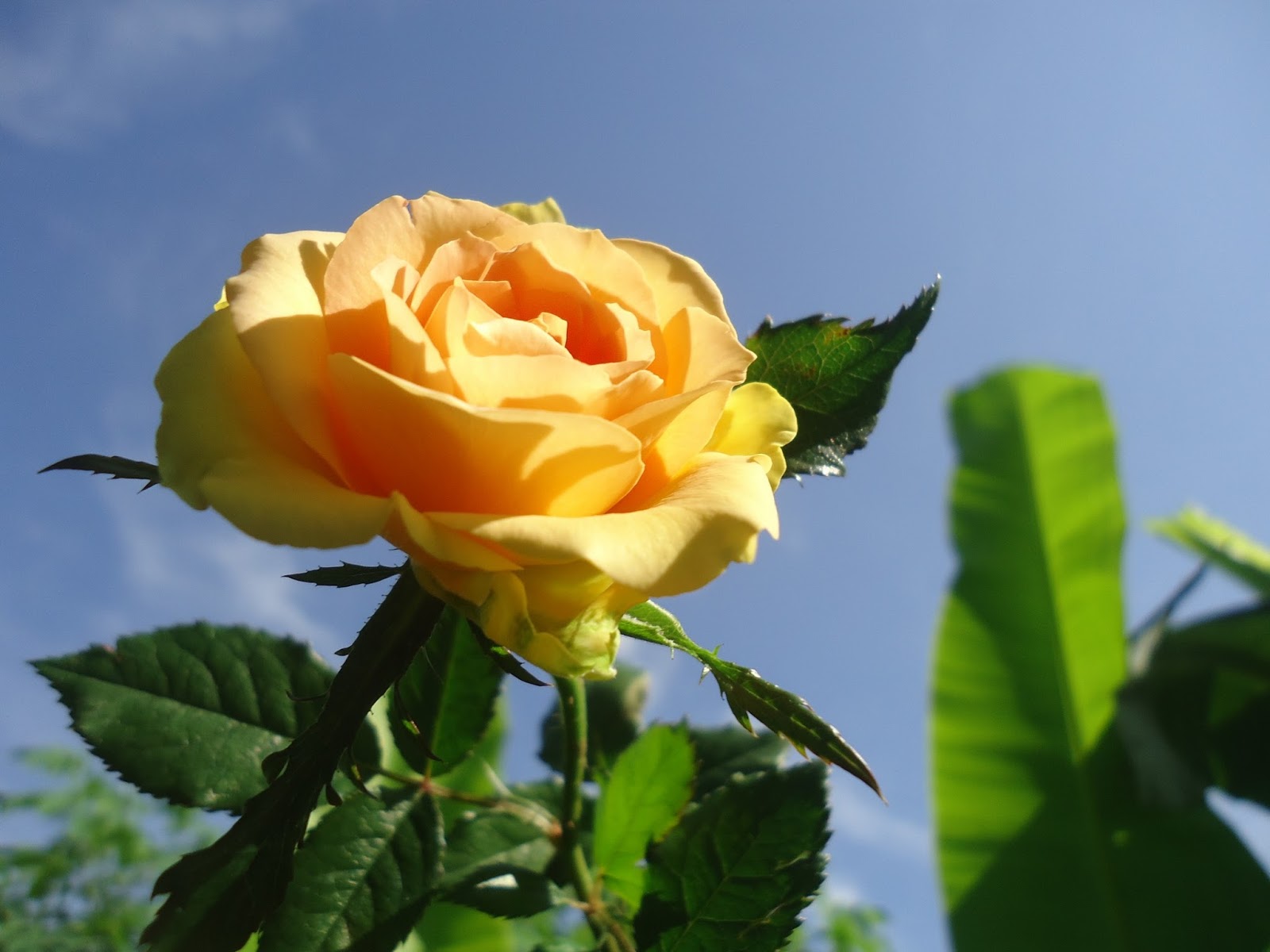 Manfaat Pupuk Organik Cair Untuk Bunga Anggrek Dan Tanaman 