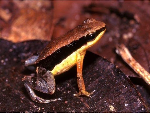 Descubren 1.200 nuevas especies en el Amazonas en diez años