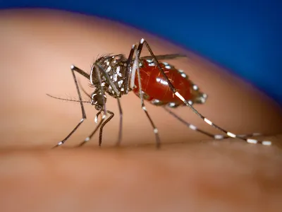 चिकनगुनिया के लक्षण, कारण और घरेलू उपचार