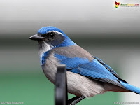 Birds HD desktop Wallpapers