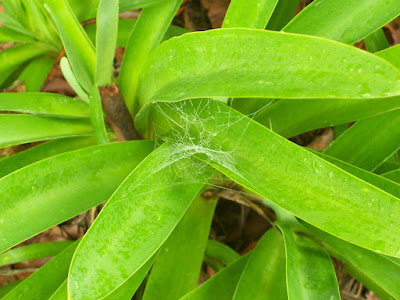 small agapantha plant with small spider web on it