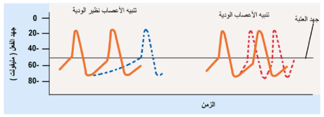 الشكل 16-21: أثر تنبيه الأعصاب الودية و نظير الودية على جهد فعل صانع الخطو.