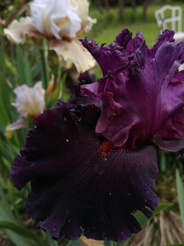 tall iris dark flower