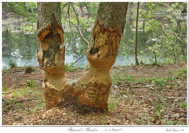 Heywood's Meadow: ... or a beaver?..