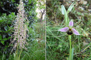 Orchis bouc et ophrys abeille