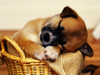 Puppy Sleeping in Basket HD Wallpaper