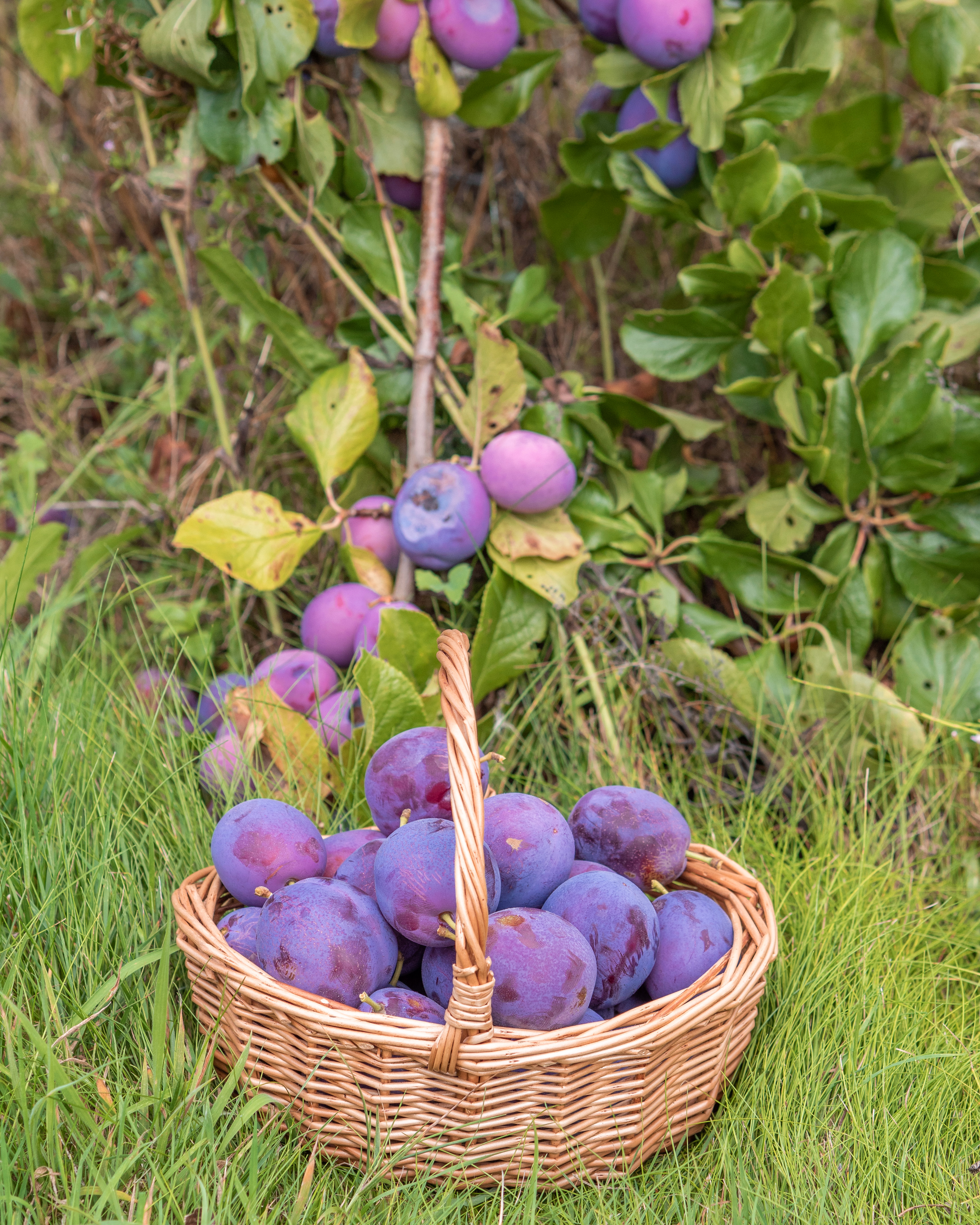 Plum Picking Orchard PYO. A straw basket full of bright purple plums settled amongst green grass.