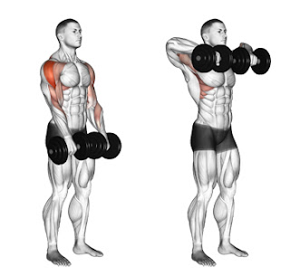 Two Arm Dumbbell Upright Row