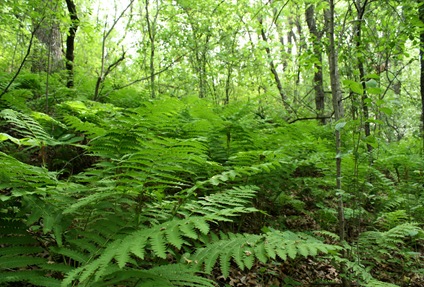 forest