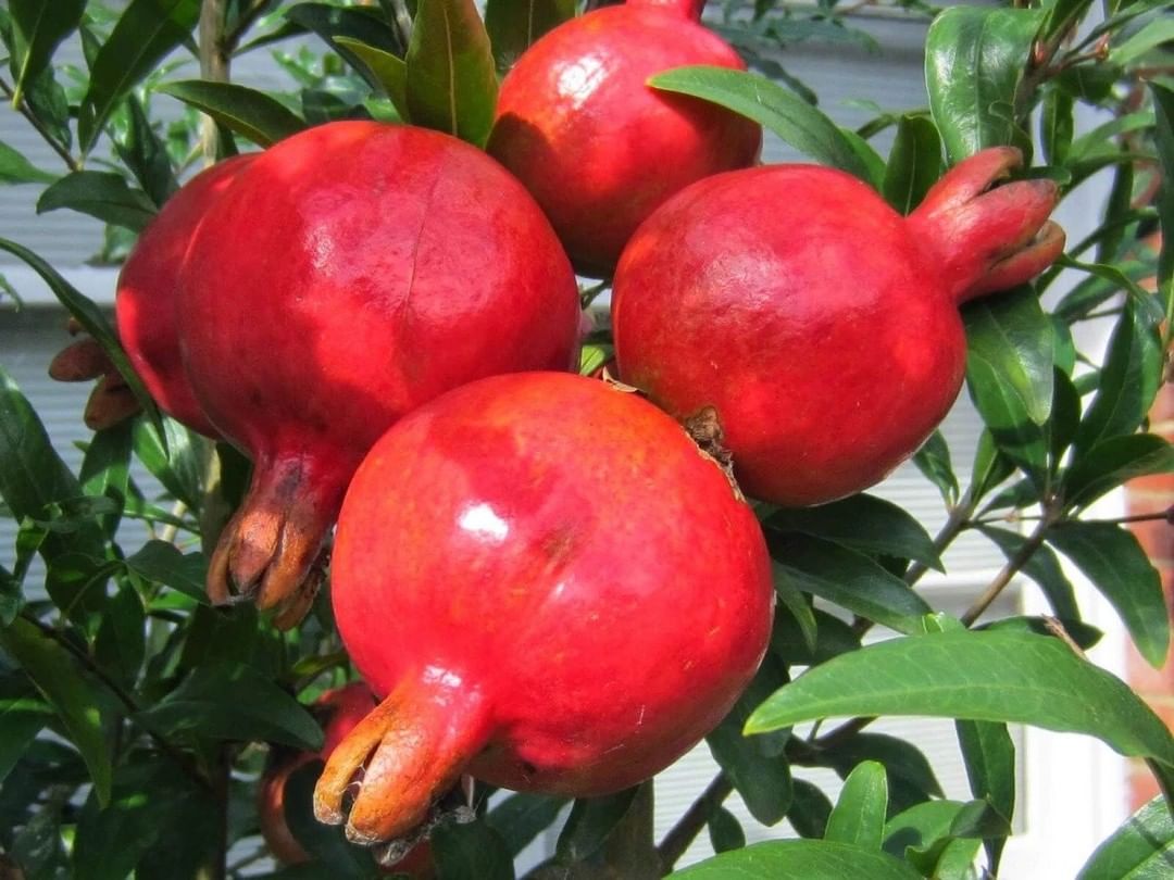 bibit delima biji lunak merah buah ruby pomegranate spanyol unik Sumatra Utara