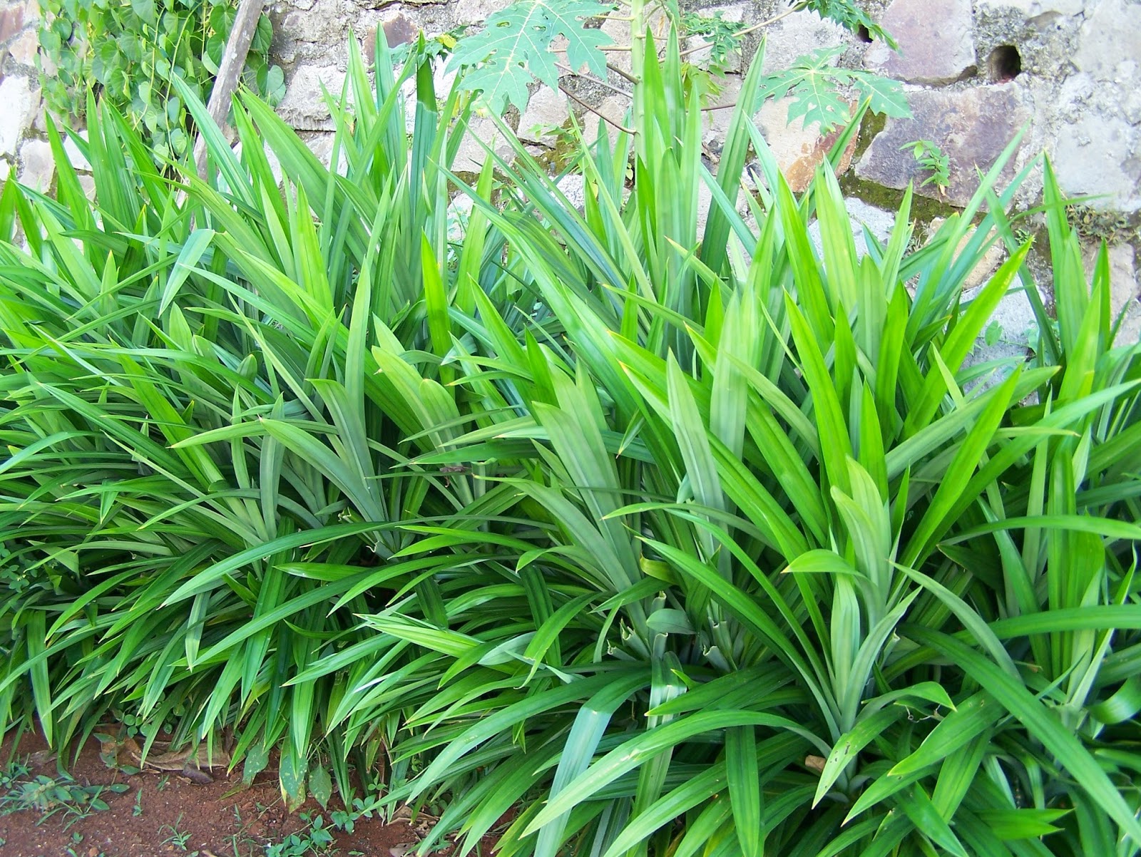  Manfaat  Luar Biasa dari Daun  Pandan  Manfaat  Buah dan Daun 