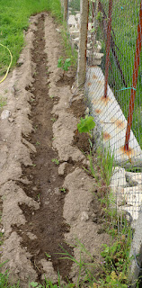 Many tomato plants