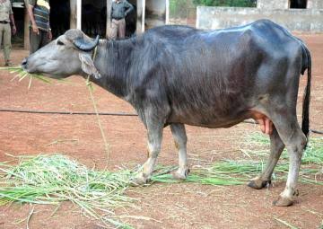 Surti Buffalo