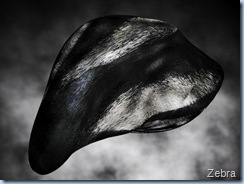 zebra