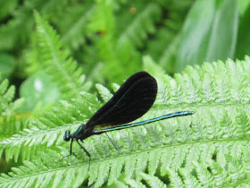 damselfly