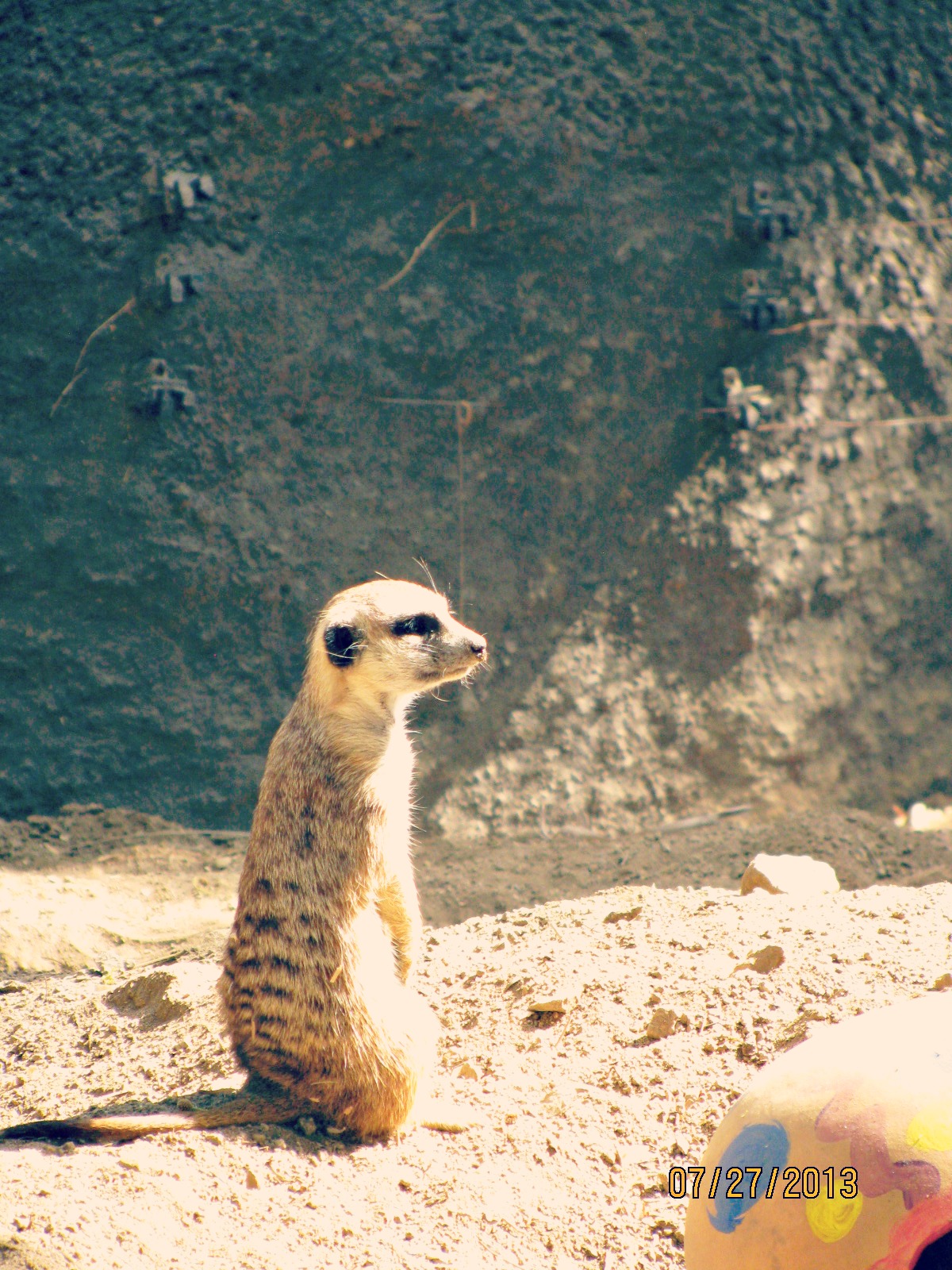 San Diego Safari Park // Alert Meerkat