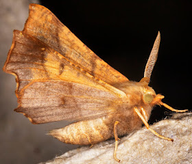 Dusky Thorn, Ennomos fuscantaria.  Hayes, 3 September 2014.