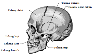 Rangka Tubuh Aksial dan Apendikular