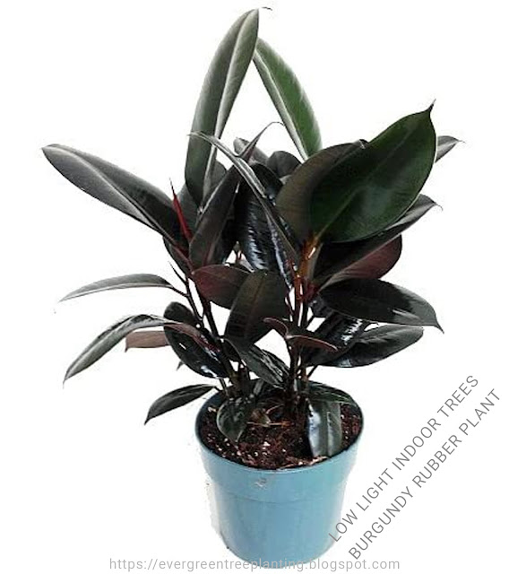 Burgundy Rubber Plant