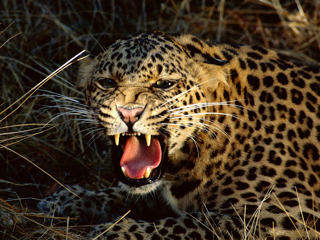 animals_wild_angry_leopard_wallpaper_hd_2