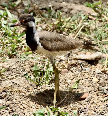 Red-wattled Lapwing   = Juvenile