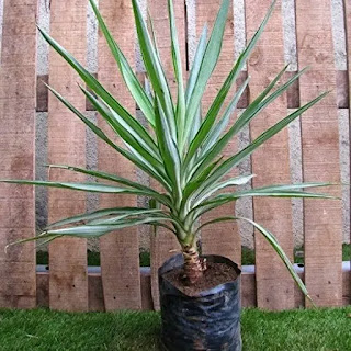 YUCCA D'EXTÉRIEUR : CHOIX, PLANTATION, ENTRETIEN, EN POT OU AU JARDIN