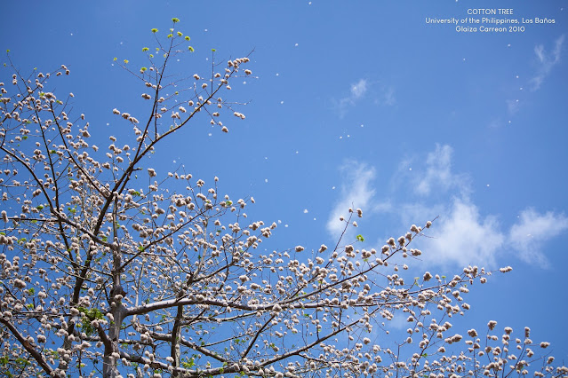 Cotton Tree #4