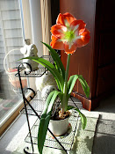 My Beautiful Amaryllis