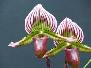 Paphiopedilum Via Quatal