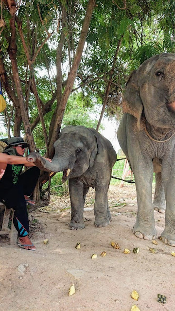 03-elephant-jungle-sanctuary-feeding-elephant-2-elephant-jungle-sanctuary