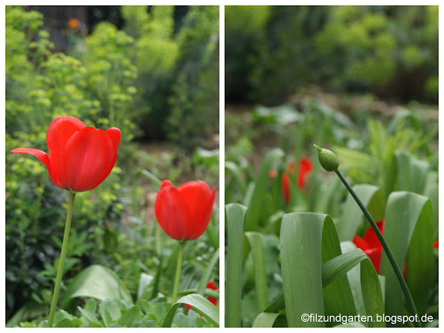 Tulpe Darwin-Hybride Red Impression