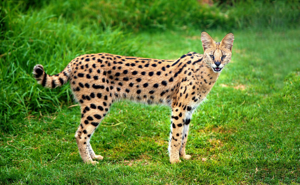 A Serval cat at a zoo