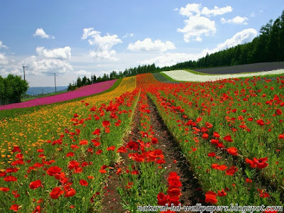 Beautiful Flowers, Red Roses, Flowers bed