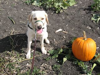 Poppy sitting with a pumpkin